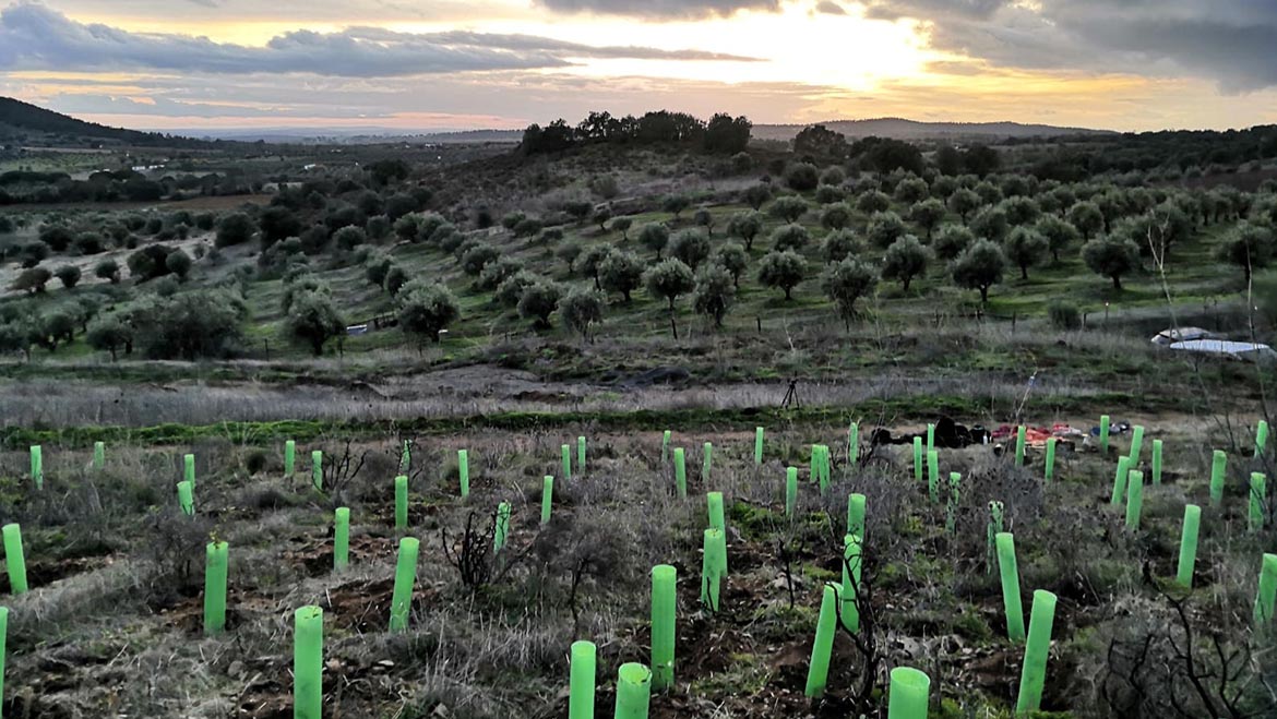 Vinhos do Alentejo dão mais vida à região com a plantação de mais de 1250 árvores