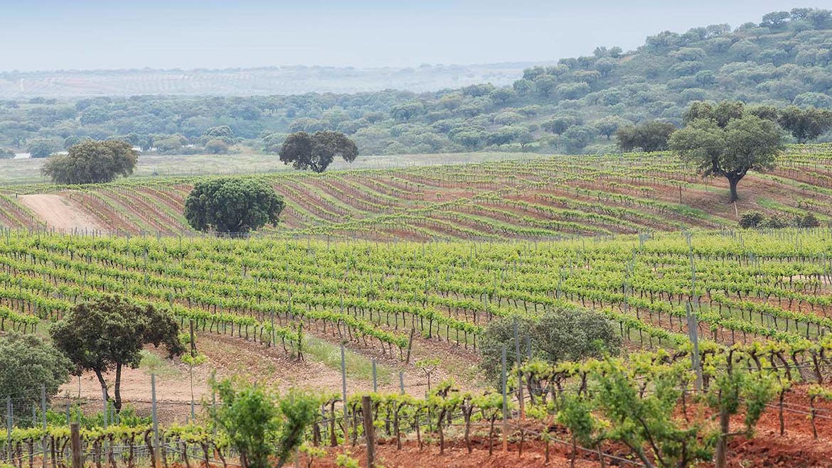 Condé Nast coloca a região dos Vinhos do Alentejo no Top 6 dos destinos vinícolas para 2020