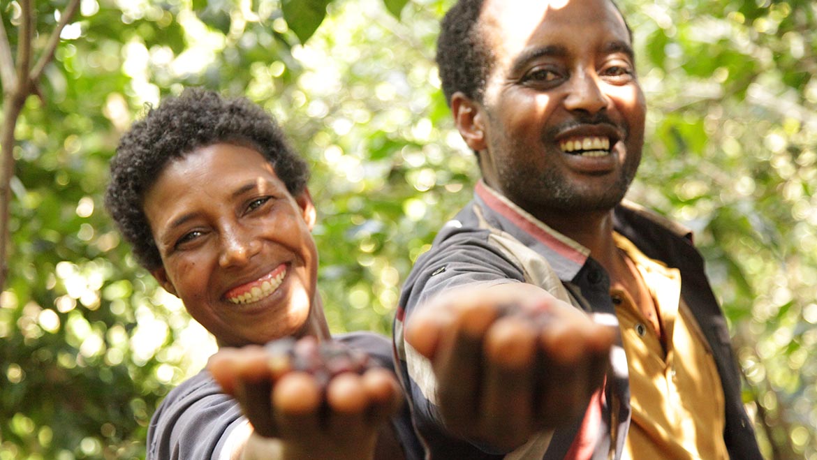 International Coffee Partners apoia pequenos produtores de café na Etiópia