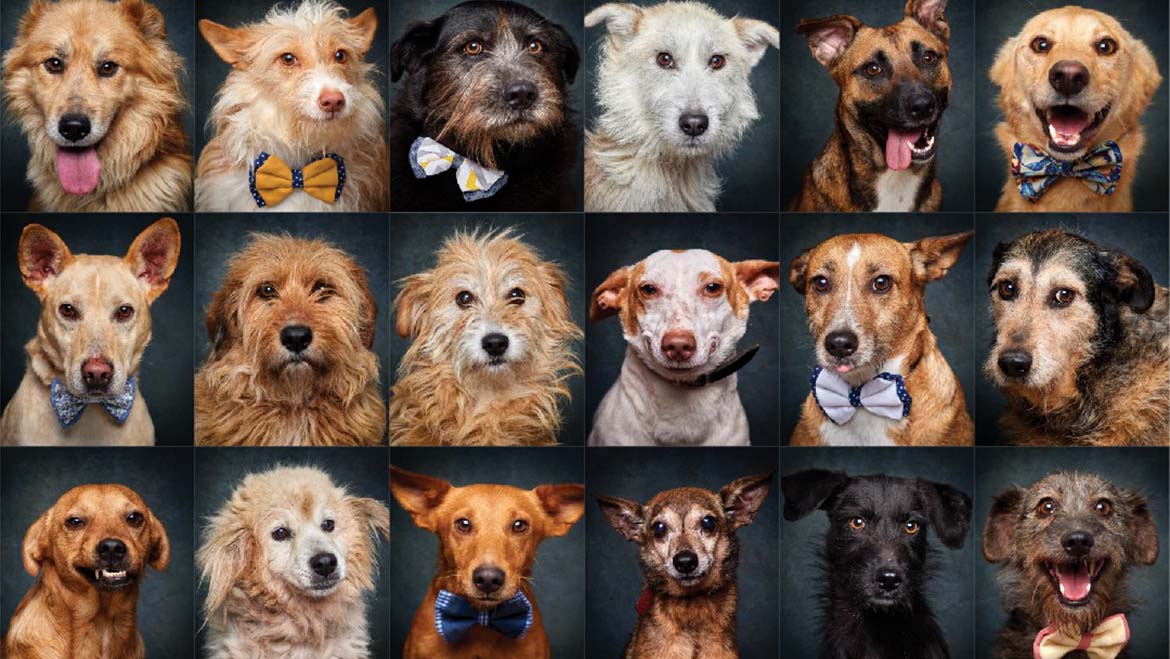 CENTROS CBRE PROMOVEM A ADOÇÃO DE CÃES ABANDONADOS ATRAVÉS DE EXPOSIÇÃO FOTOGRÁFICA