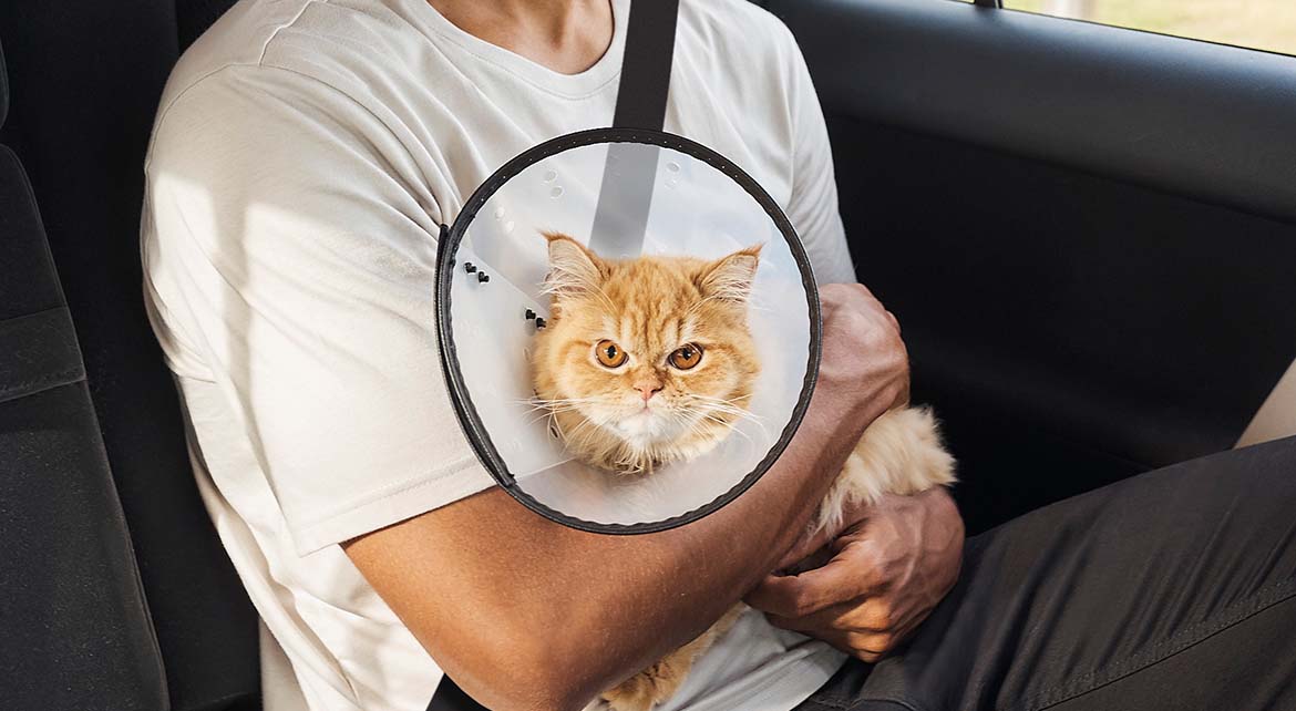 Uber Pet: Uber lança novo serviço para viajar com animais de estimação em Portugal