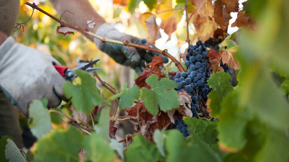 ADEGA DE PALMELA APRESENTA ENOTURISMO NA VINDIMA