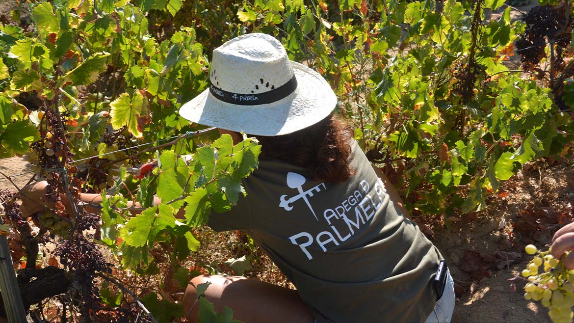 Um dia de vindima na ADEGA DE PALMELA: programa da marca vinícola que celebra o vinho durante o mês de setembro